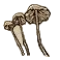 Cave mushroom.png