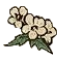 Henbane.png