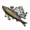 Herring.png