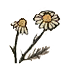 KingdomComeChamomile.png