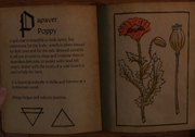 Papaver Poppy Herbarium.png