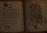 Salvia Sage Herbarium.png