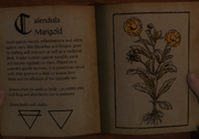 Calendula Marigold Herbarium.png