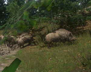 Boar screenshot.jpg